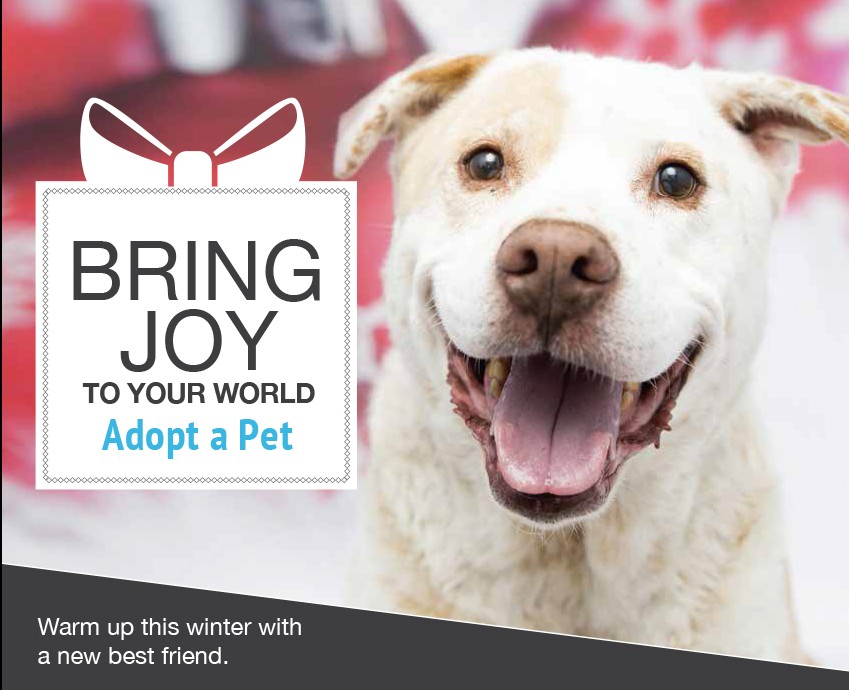 $25 Pet Adoptions!